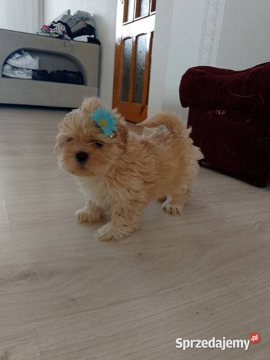 Do odbioru jasny piesek rasy ShihTzu