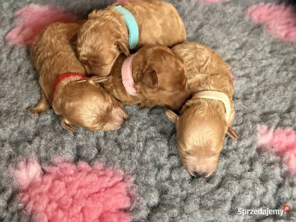 Pudel toy Psy Częstochowa