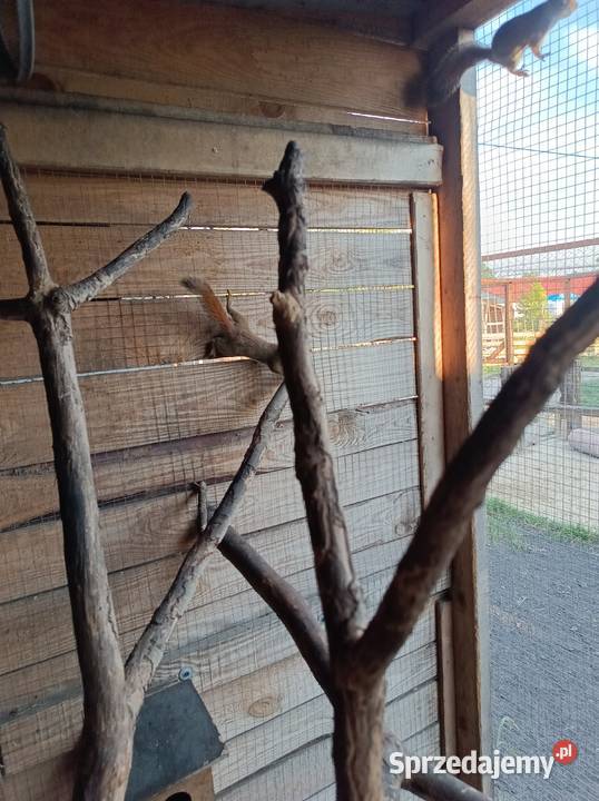 Sprzedam wiewiórki Gryzonie Konieczno