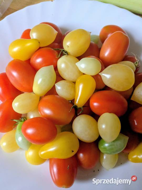 Pomidory koktajlowe nasiona Barrys Cherry Kraków sprzedam