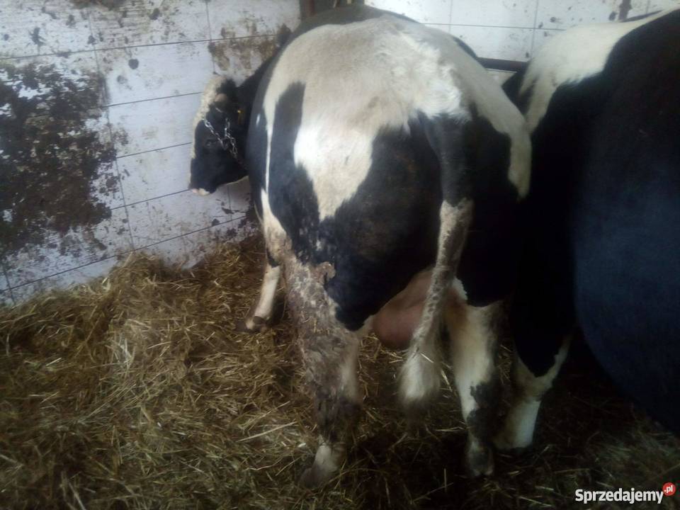 sprzedam byki 10 Wręczyca sprzedam