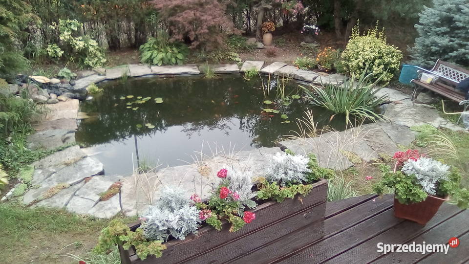 oczka wodne budowa ich naprawy rosliny lilie wielkopolskie Poznań