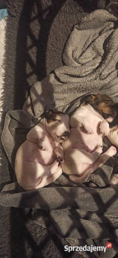 Piesek Jack Russell Terrier
