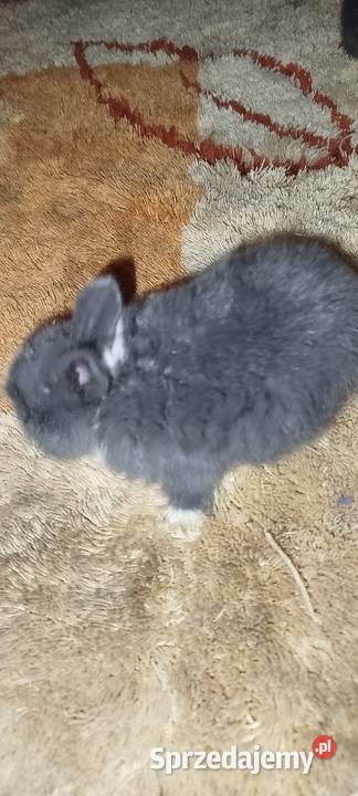 Króliczki miniaturki dolnośląskie