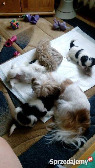 shihtzu DO 4 kujawsko-pomorskie Świecie