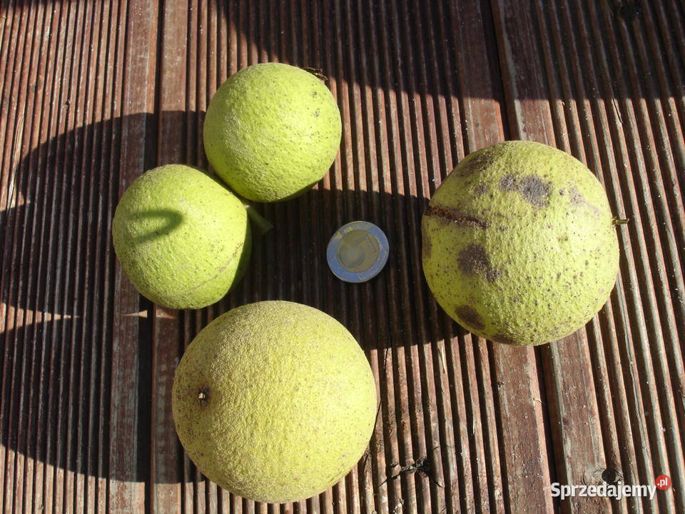 Orzech czarny sadzonki w doniczkachi Stalowa Wola