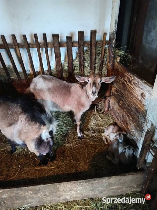Sprzedam kozę dojną z małą kuzką Kozy Giełda zwierząt podkarpackie Iwonicz-Zdrój