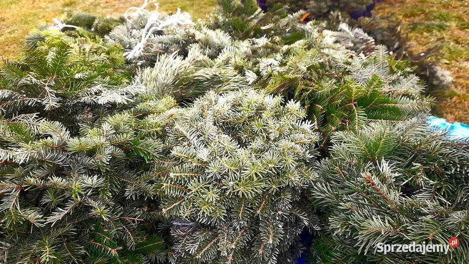 Choinka żywa świerk zwykły srebrny gałązki Częstochowa