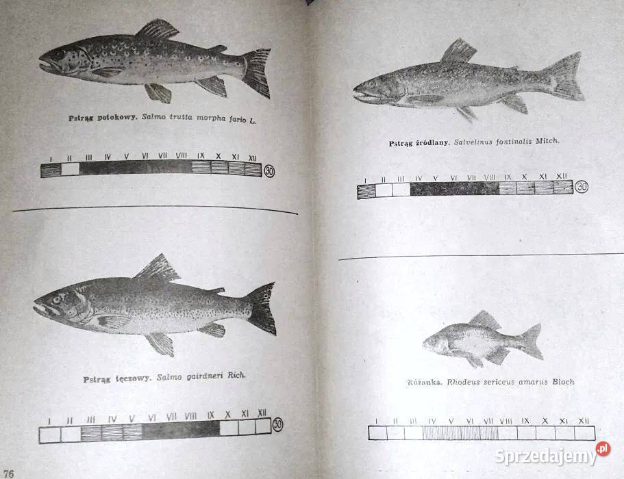 Vademecum wędkarza Z Chojnacki P Głowacki Rok wydania 1985 Pozostałe Chełm