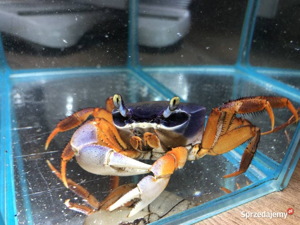 Tęczowy Krab Gady i płazy Gady i płazy Justynów