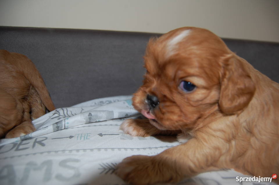 Cavalier King Charles Spaniel Szczenięta mazowieckie Sulejówek