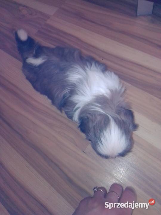 Shih TZU dolnośląskie Lubin