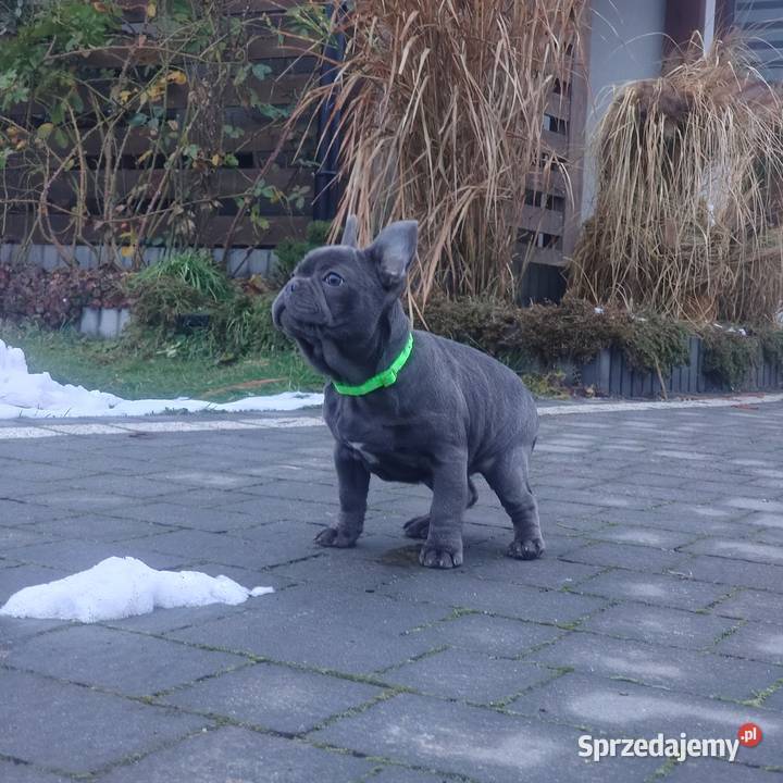 Buldog francuski BLUE niebieski pies piesek Padew Narodowa sprzedam