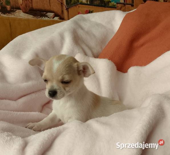 Chihuahua dziewczynka Dąbrowa Tarnowska sprzedam