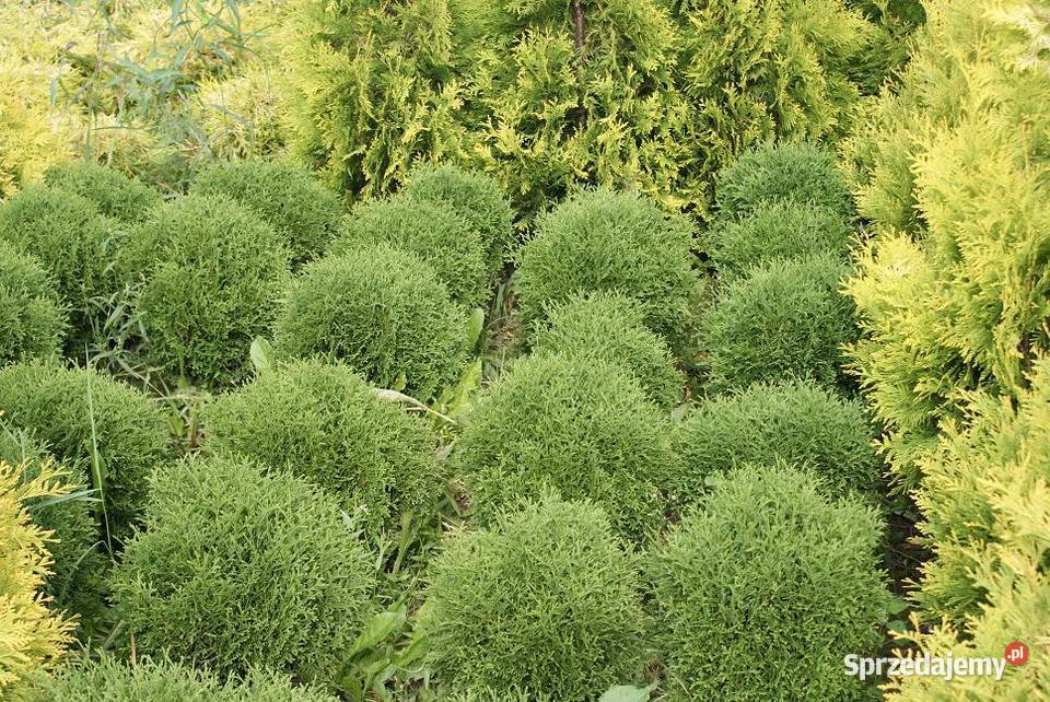 Tuja Tinetim 30 kulka Kraków Iglaste małopolskie Wawrzeńczyce