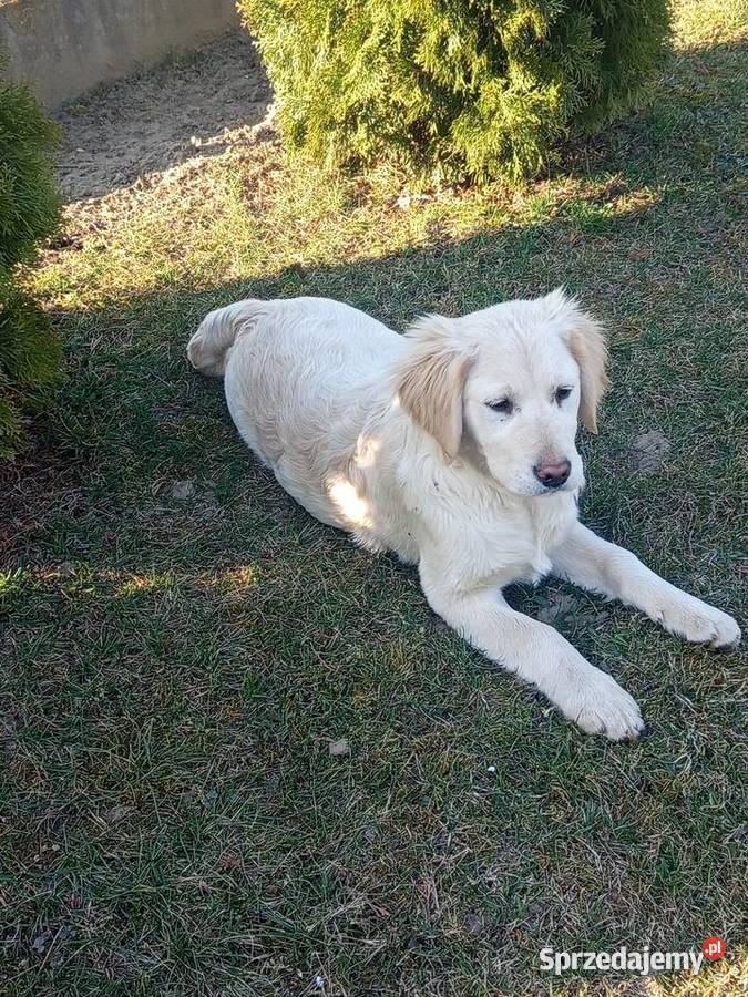 Golden retriever Gągolin sprzedam