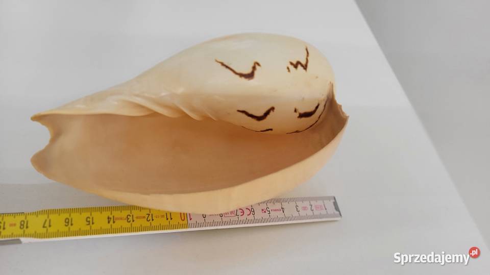 Duża muszla Ciechanowiec