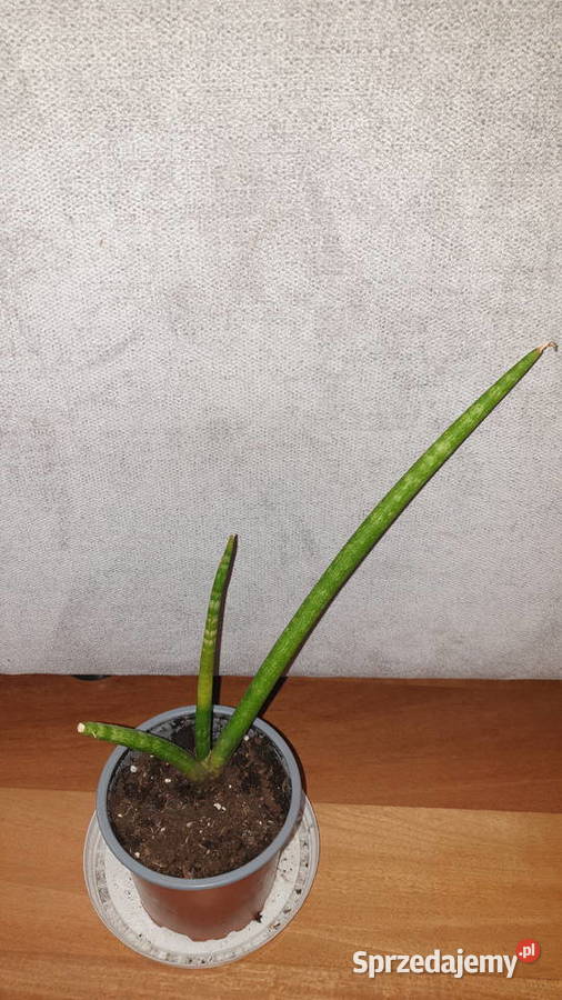 Sansewieria cylindryczna 2 wysokość 29 Warszawa