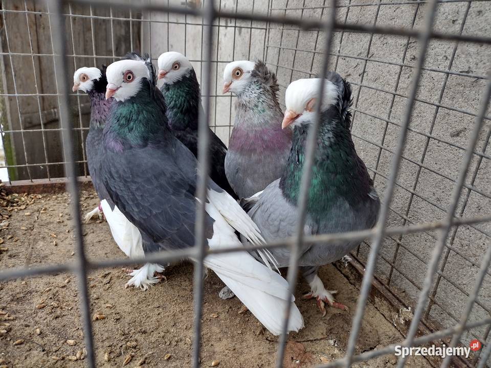 Gołębie Wajskopy różne kolory Wysyłka łódzkie Aleksandrów Łódzki sprzedam