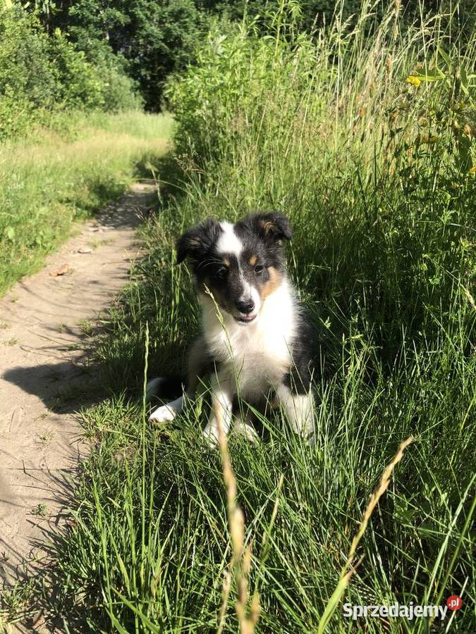 Ayla sheltie suczka tricolor Owczarek Psy