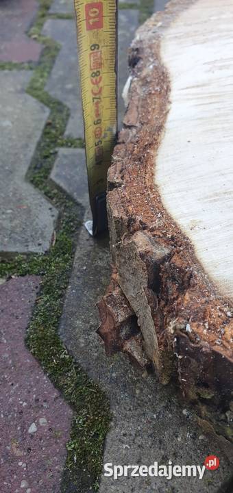 Plastry drewna orzech Pakość