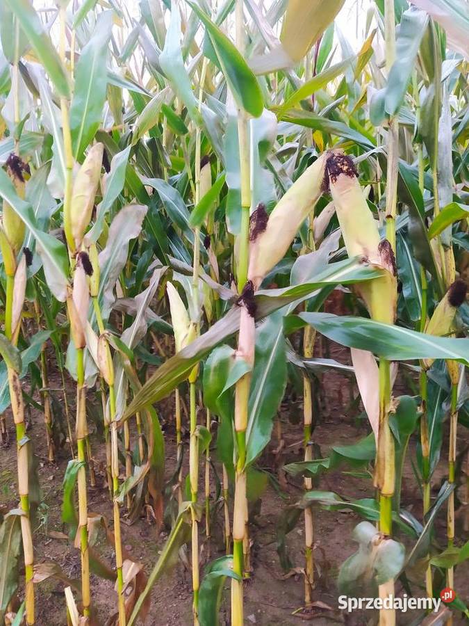 Kukurydza zbiór 2025 Sejny