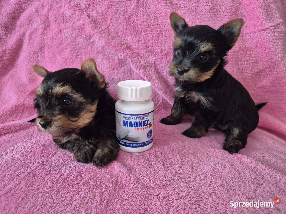 YorkShire Terier piękne szczenięta Katowice sprzedam