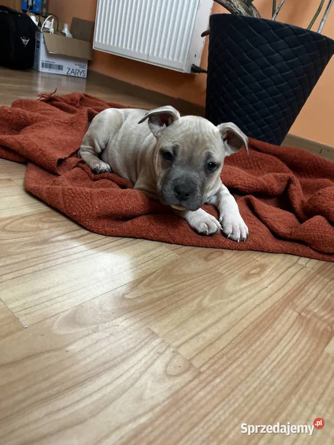 Sprzedam Amstaff Jastków