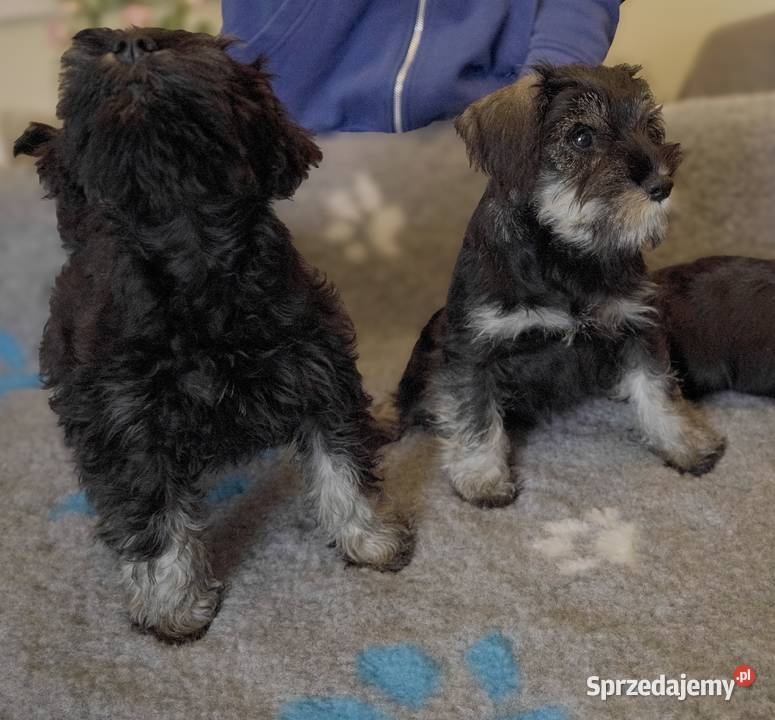 Sznaucer miniaturowy Warszawa