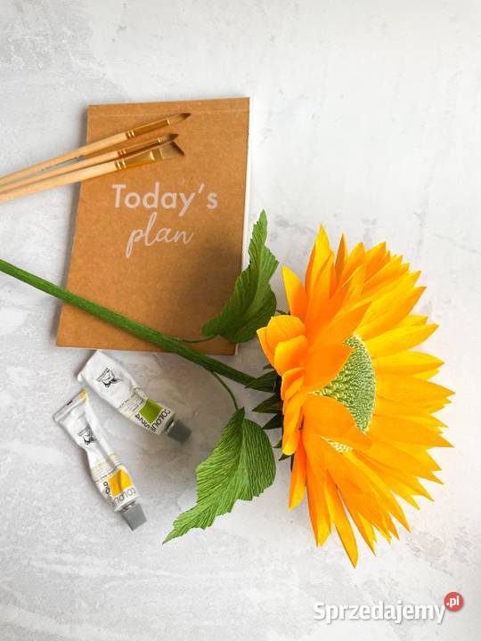 Słonecznik rozmiar L lubuskie Zielona Góra