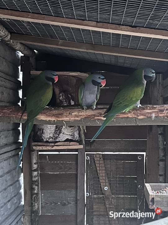 Para aleksandrett chińskich Kalisz