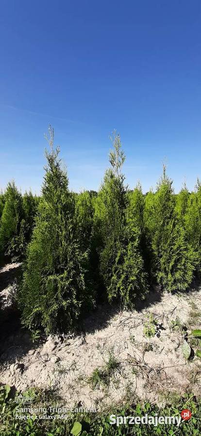 Tuja szmaragd 110120 2022 Producent Bychawa sprzedam