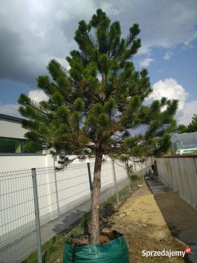 Sosna czarna 38m w donicy 450l łódzkie