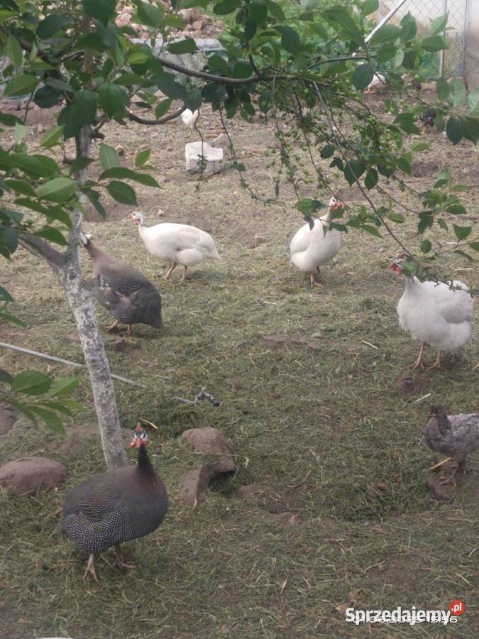 Jaja lęgowe kujawsko-pomorskie Złotniki Kujawskie