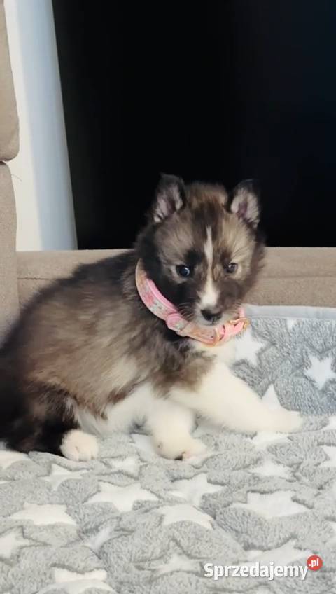sky szczenięta agouti unikatowe ZKwP Husky