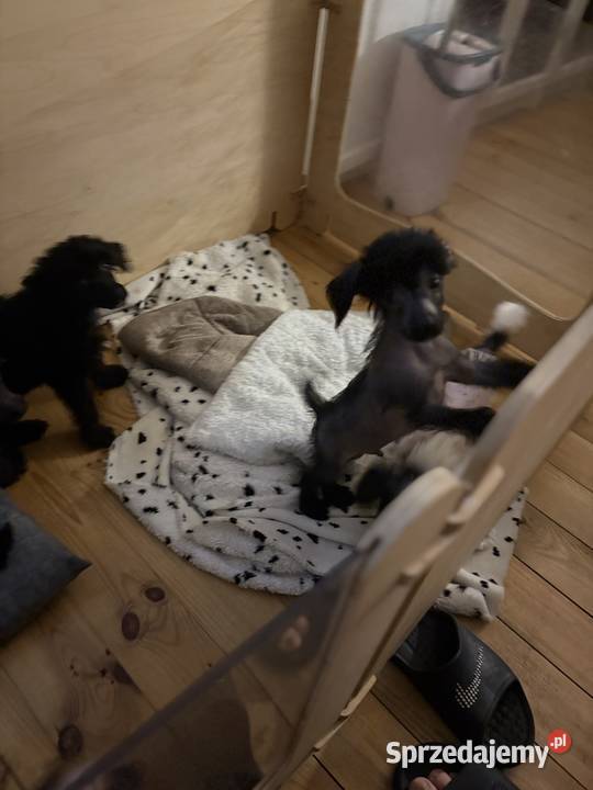 Grzywacz chiński xolo łysy łysy nagi sprzedam