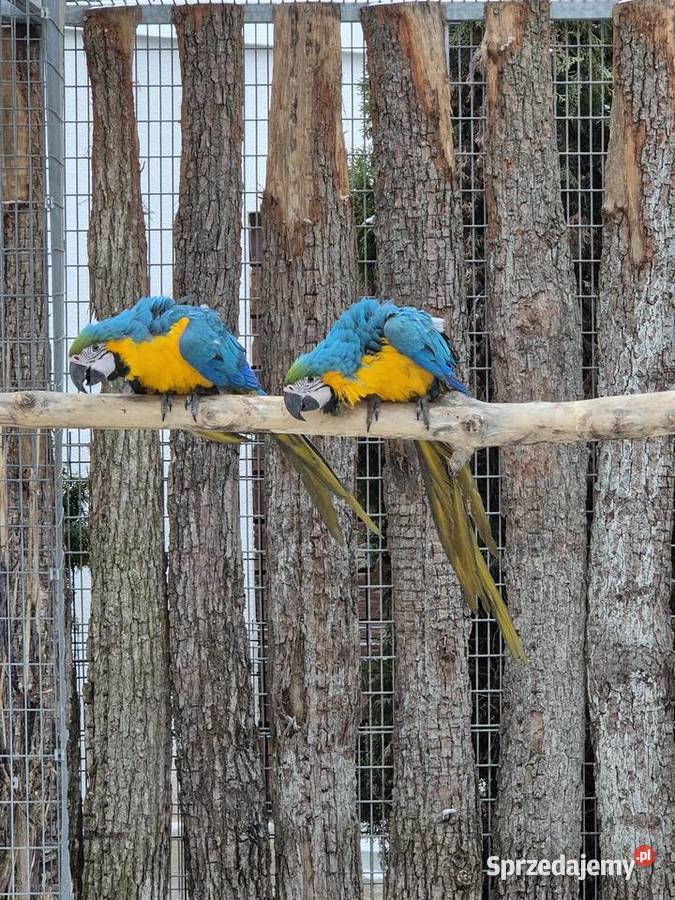 Ara Ararauna Ptaki Rakoniewice