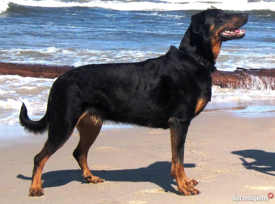 BEAUCERON piękne szczenięta z doskonałym Gdynia
