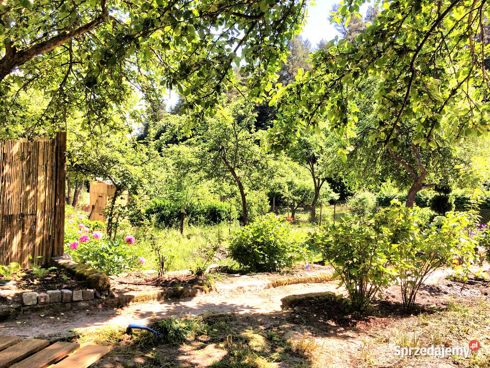 Działka ROD Niedźwiednik Gdańsk 540 m2