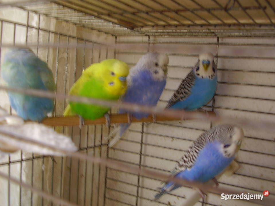 Papużki faliste dwumiesięczne i starsze sprzedam Kraków sprzedam