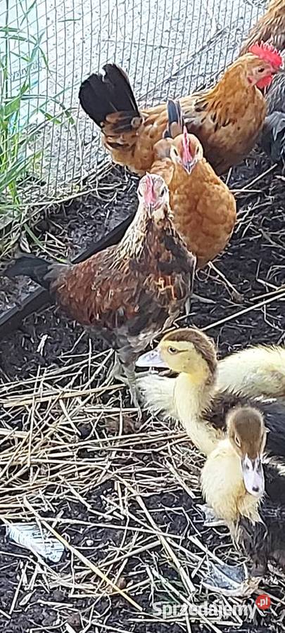 Koguty Liliput Liliputki Karzełek 14 tygodni Łódź