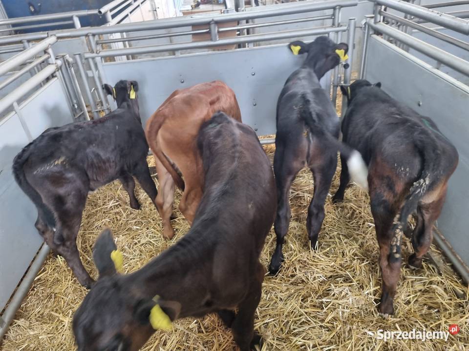 Byczki I jaloszki ras mięsnych 784 634 662 Siemiatycze