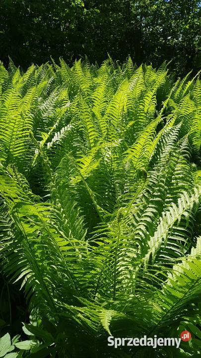 Paproć ogrodowa sadzonkaXXL sprzedam