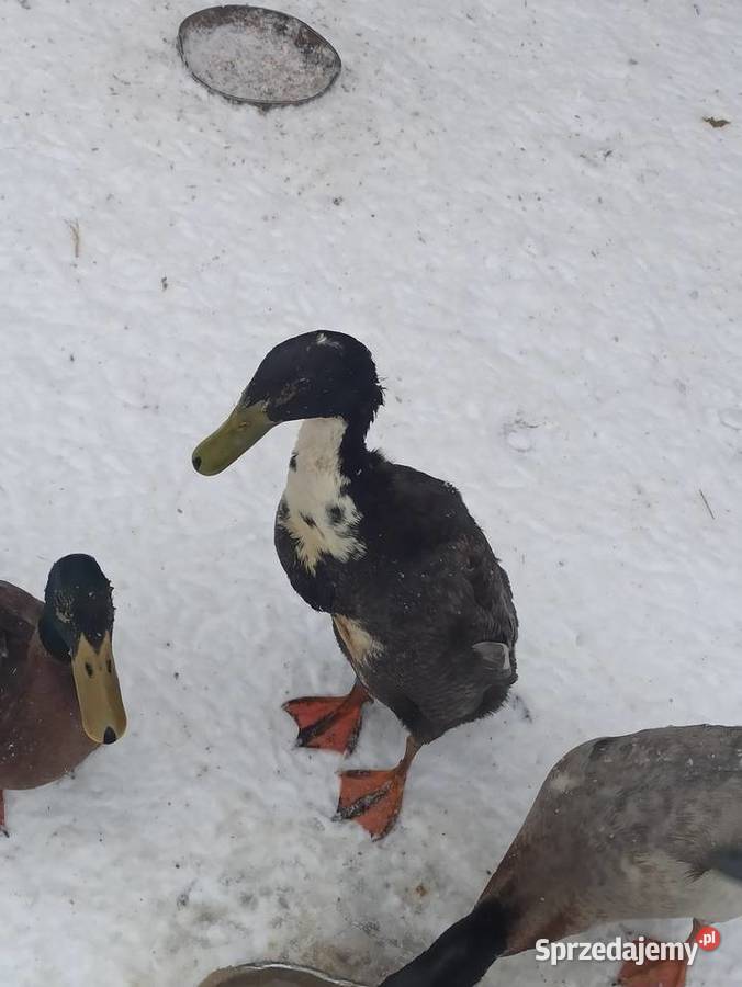 Kaczki biegusy biegusy indyjskie lubelskie