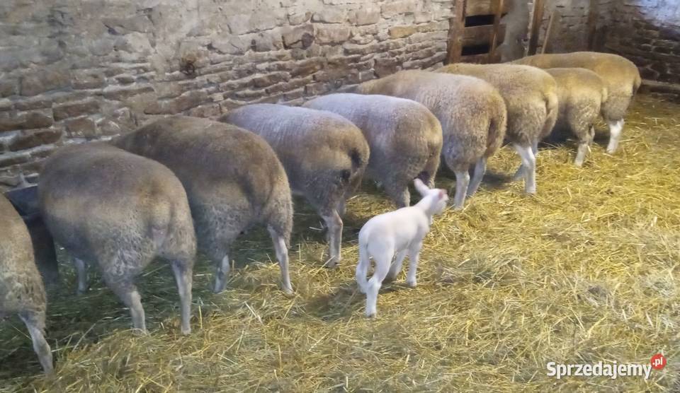 Baranki jagnięcina łódzkie Aleksandrów