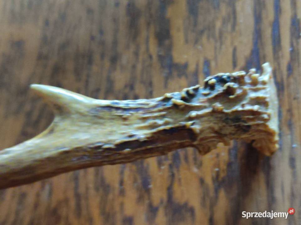 poroże porostki rogi jelenia kozła daniela świętokrzyskie