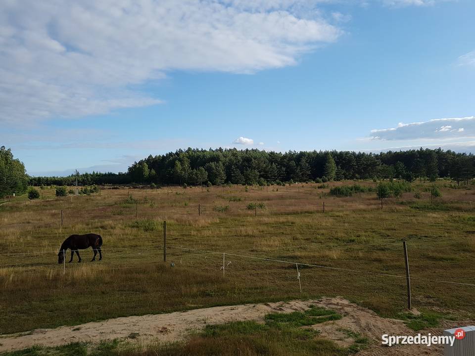 Działka rekreacyjna z prawem zabudowy letniskowa polna Leśna