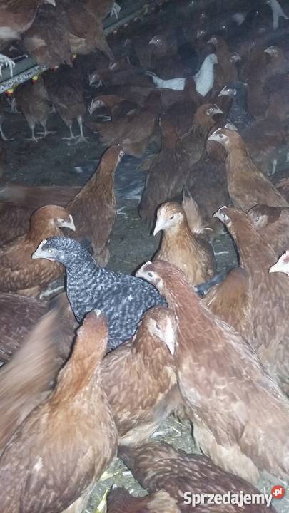 Kury Nioski Lohmann BrownRosa Leghorn Konin