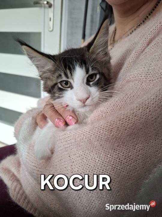 Koty Maine Coon Jamielnik