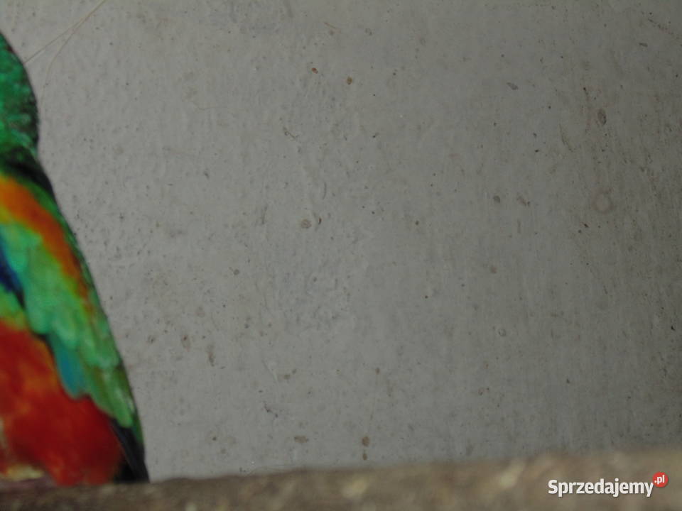 swiergotka wielobarwna 10 śląskie Racibórz